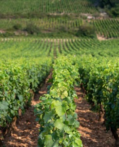 coteaux de vignes