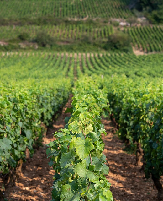coteaux de vignes 