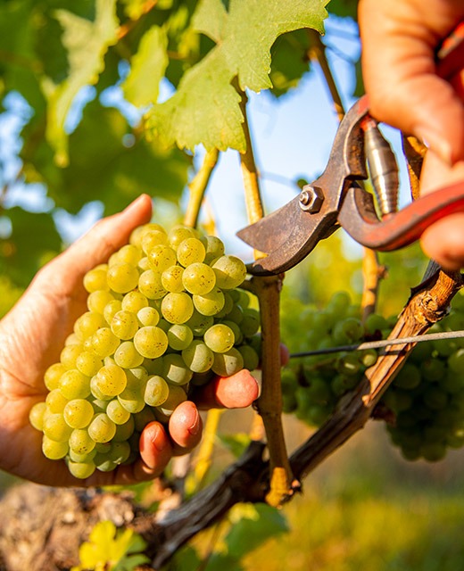 grappe de raisin blancs