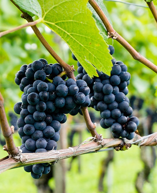 bunches of red grapes