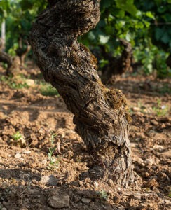 pieds de vignes