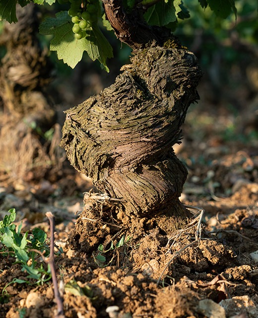 pieds de vignes grands crus