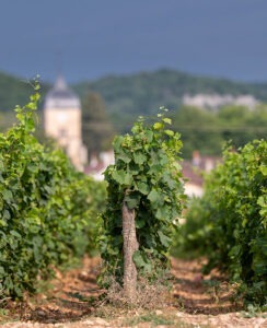vignes de grands crus